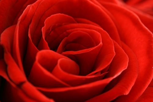 redrose.jpg