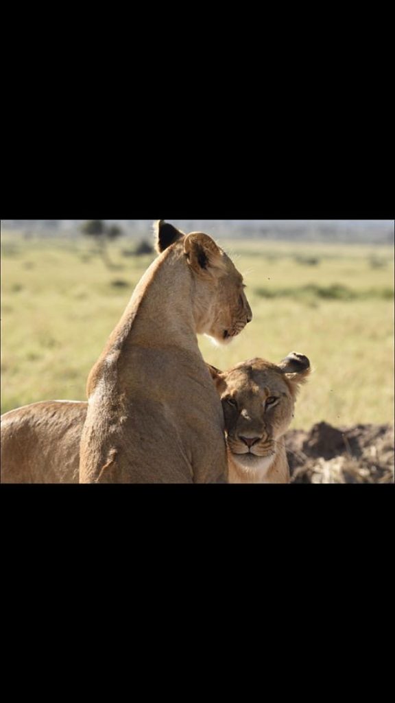 2 female lions in Kenya
