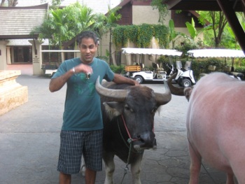 {the writer} with a water buffalo in southeast asia