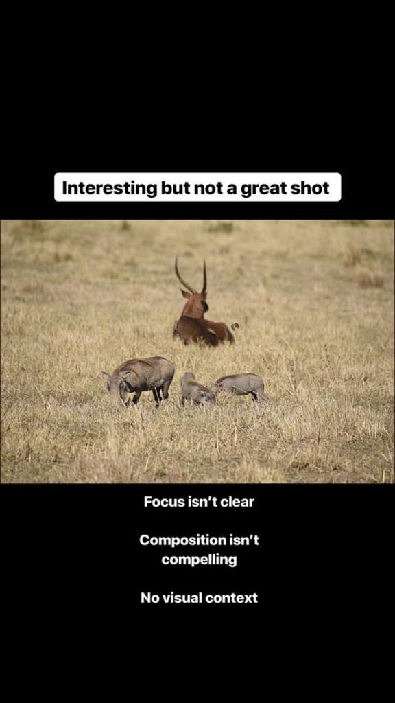 Photo of Animals Ramit took before photography coaching