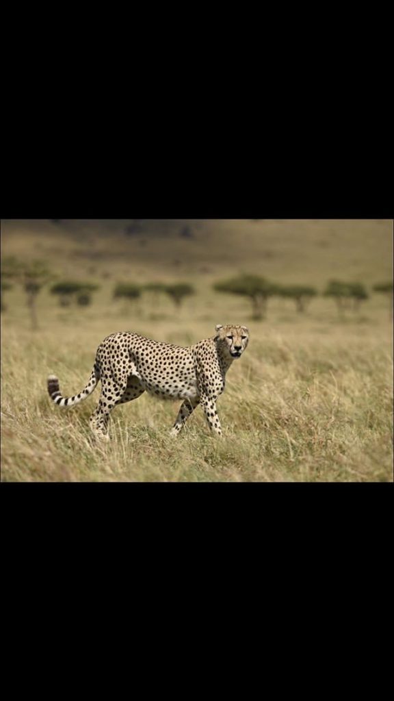Cheetah in Kenyan Savannah