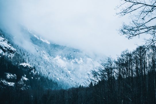 snowy forest