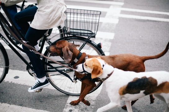 person walking dogs on a bike
