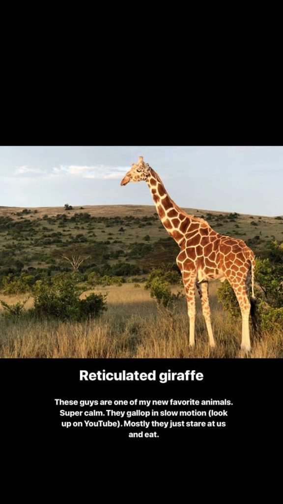 giraffe seen on Kenyan Safari