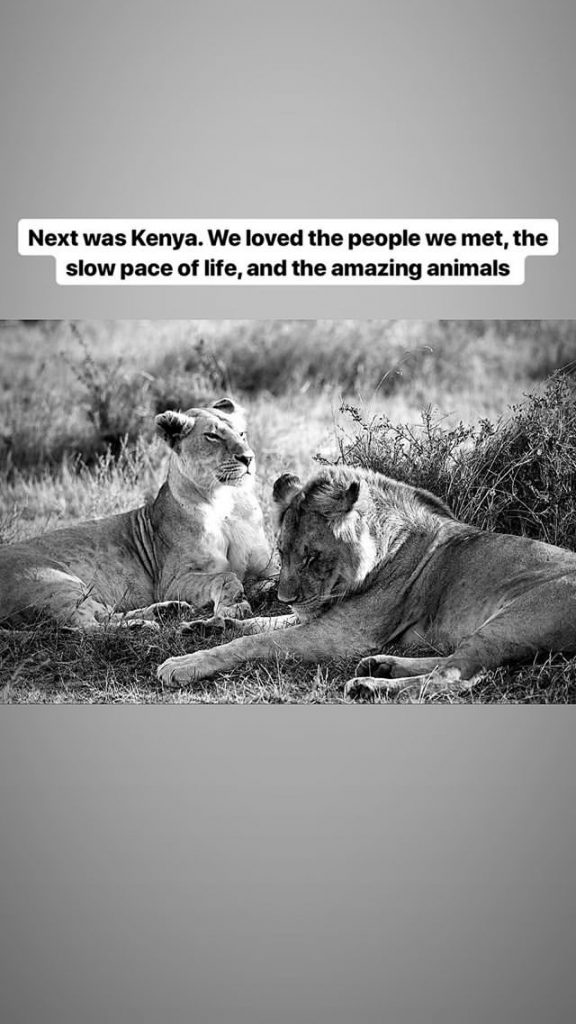 lions on kenyan safari