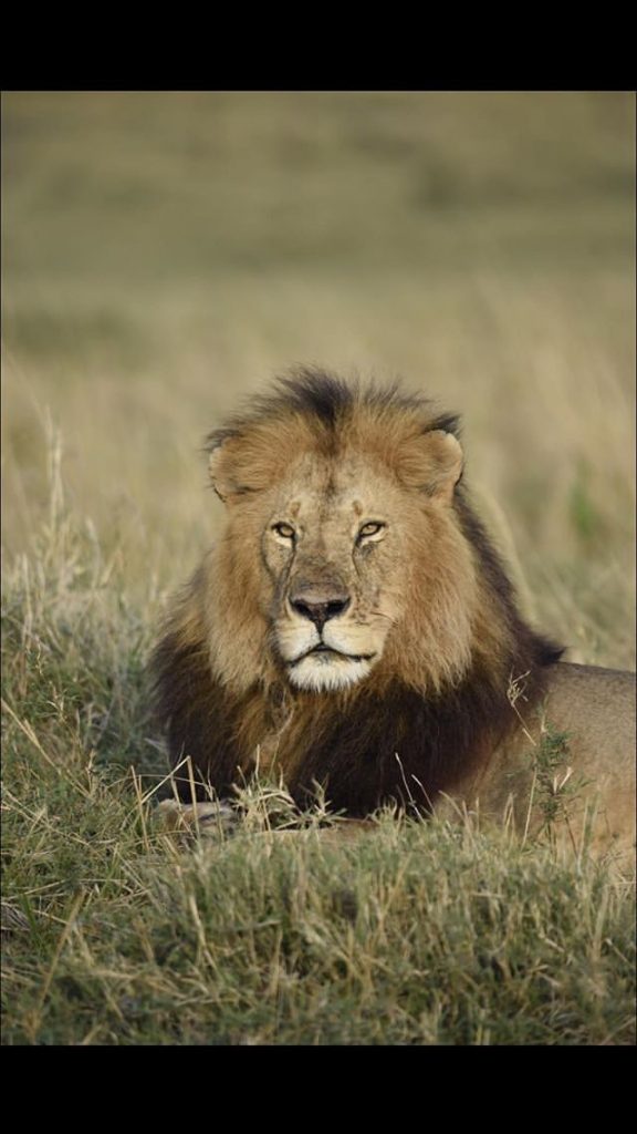 Male Lion in Kenya