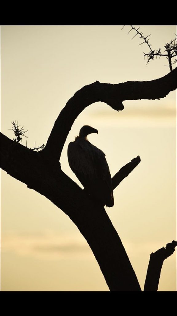Image of Vulture in a tree in Kenya with sun setting