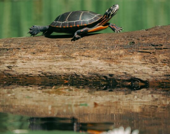 slow-investing