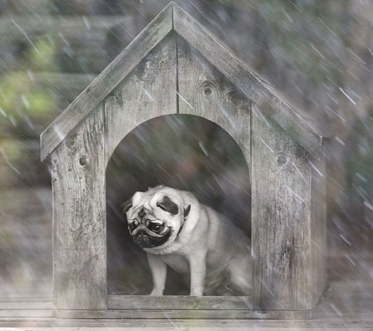 dog house