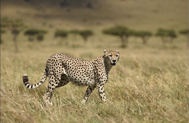 Ramit's great cheetah photo