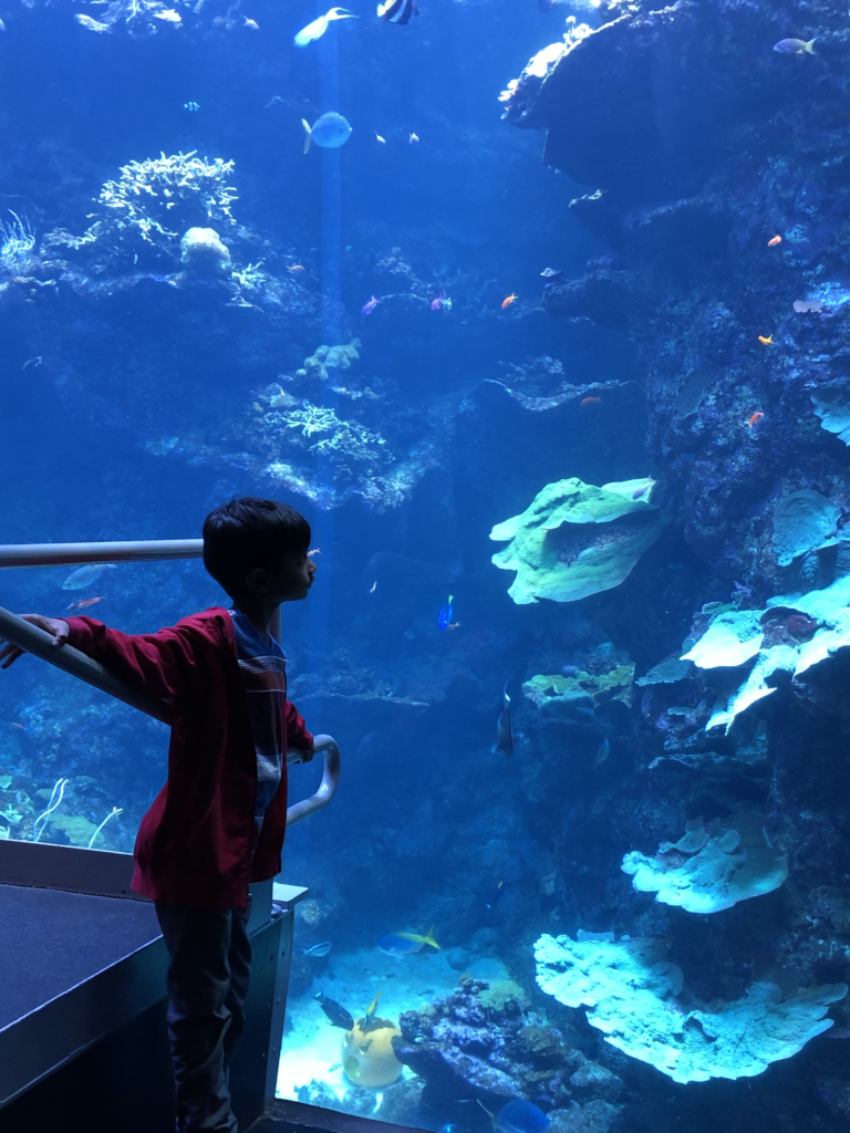 Ramit's nephew at the aquarium